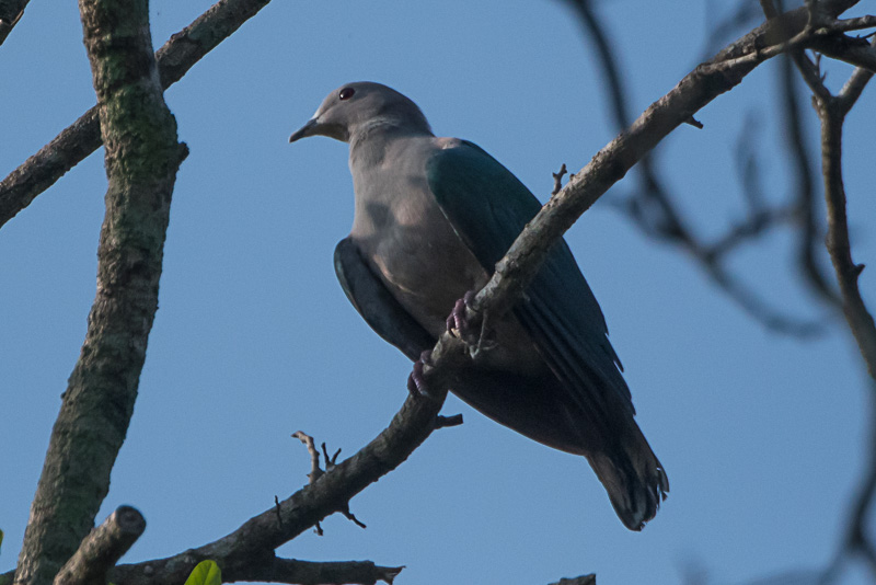 Groene Muskaatduif